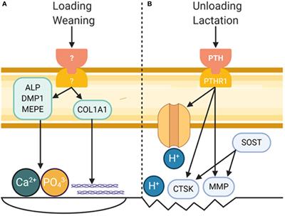 Control of Bone Matrix Properties by Osteocytes